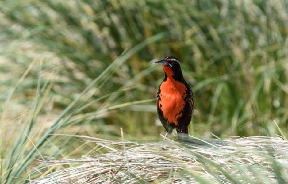 Pájaro Alondra de cola larga - islas Falkland o Malvinas 02.jpg